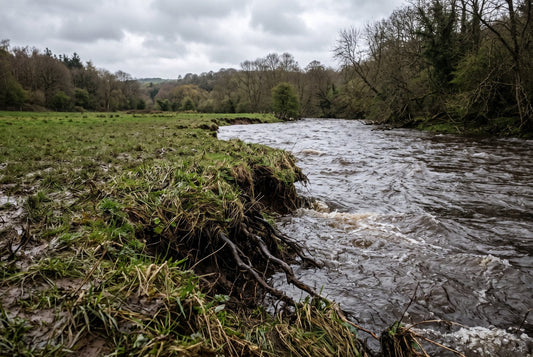 A swollen river cutting into a grassy bank under an overcast sky