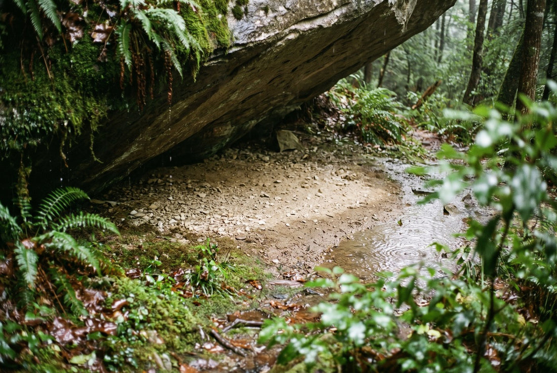 A dry patch of gravel sheltered under a leaning rock overhang in wet forest